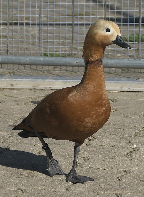 wa
